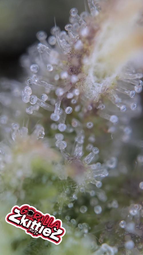 Fastbuds Collabo Run. Week 8