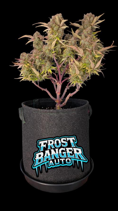 Fastbuds Collabo Run. Week 8