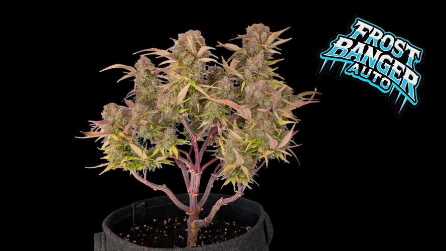 Fastbuds Collabo Run. Week 8