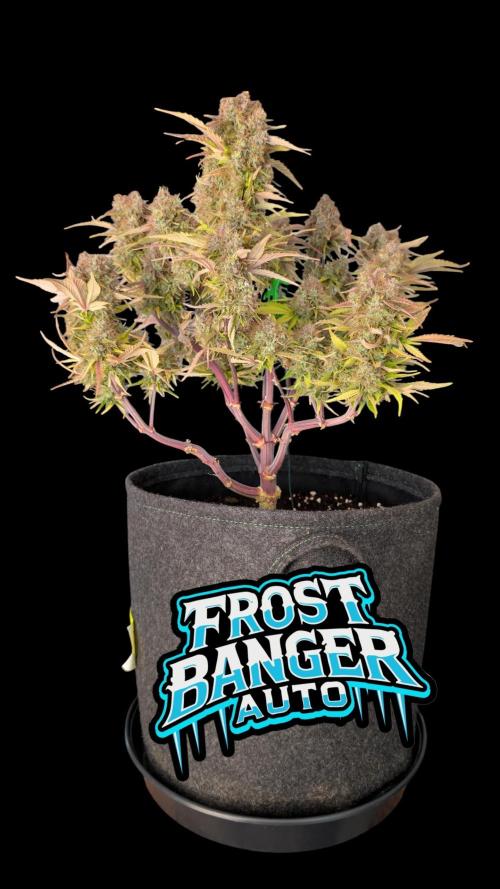 Fastbuds Collabo Run. Week 8