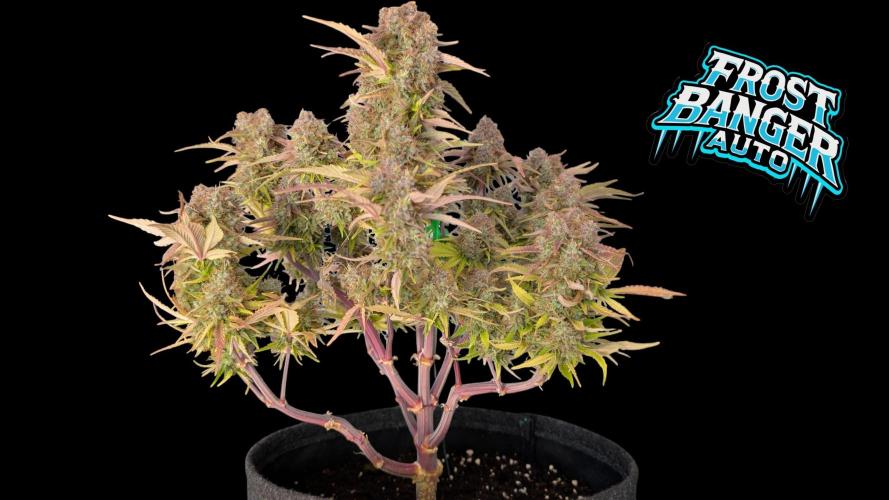 Fastbuds Collabo Run. Week 8