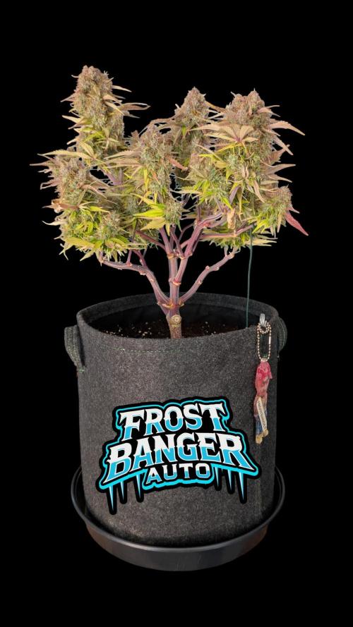 Fastbuds Collabo Run. Week 8