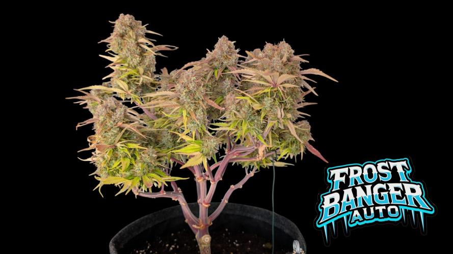 Fastbuds Collabo Run. Week 8