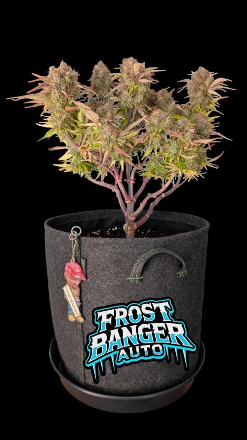 Fastbuds Collabo Run. Week 8