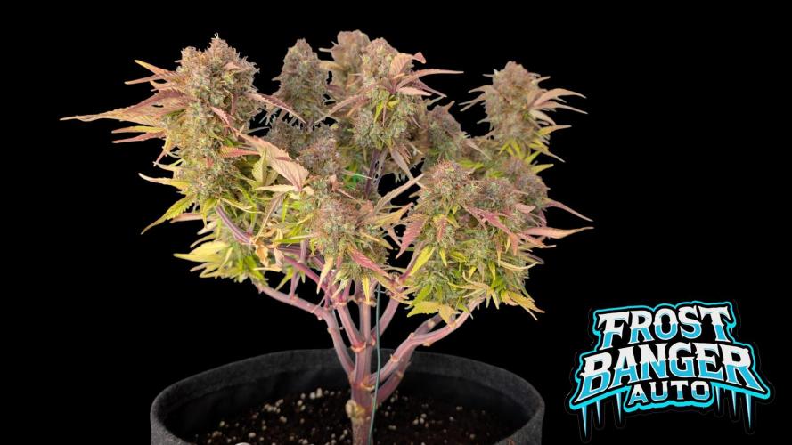 Fastbuds Collabo Run. Week 8