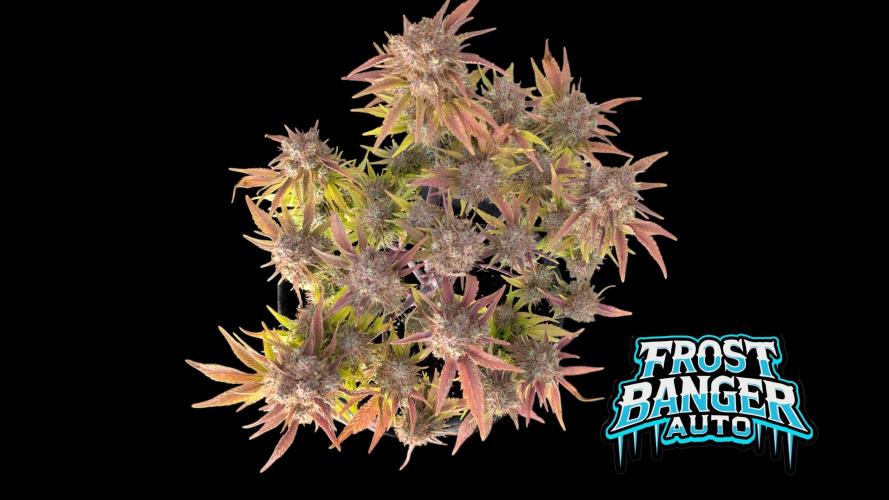 Fastbuds Collabo Run. Week 8