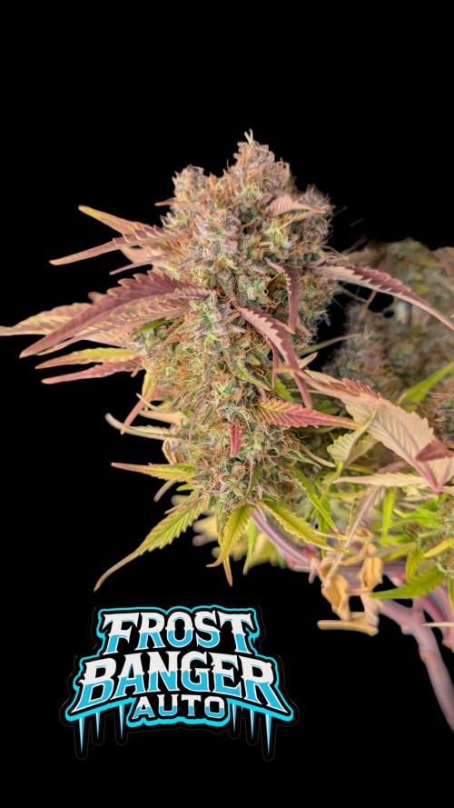 Fastbuds Collabo Run. Week 8