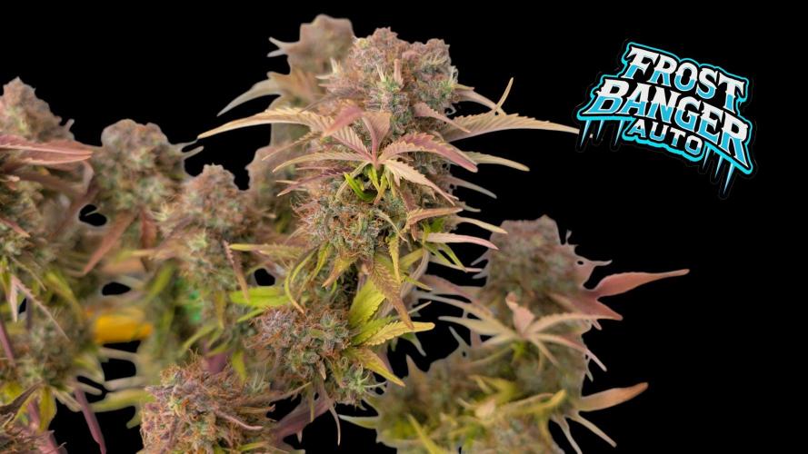 Fastbuds Collabo Run. Week 8