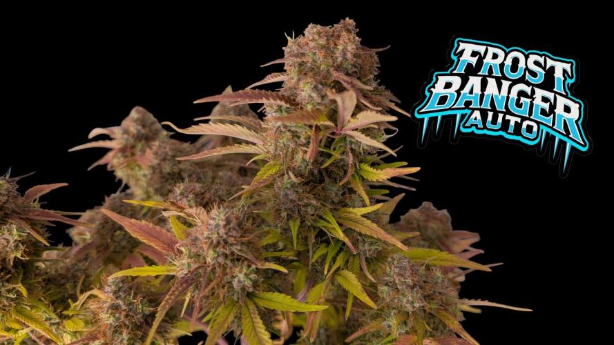 Fastbuds Collabo Run. Week 8