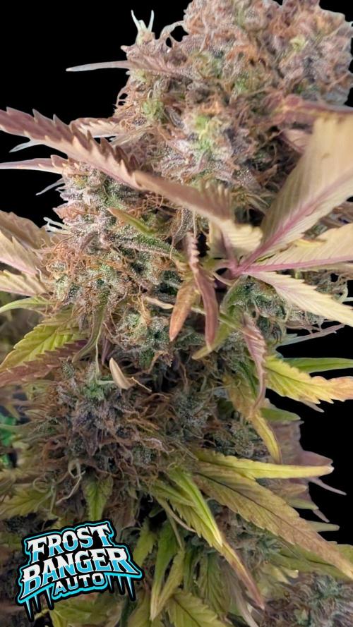 Fastbuds Collabo Run. Week 8