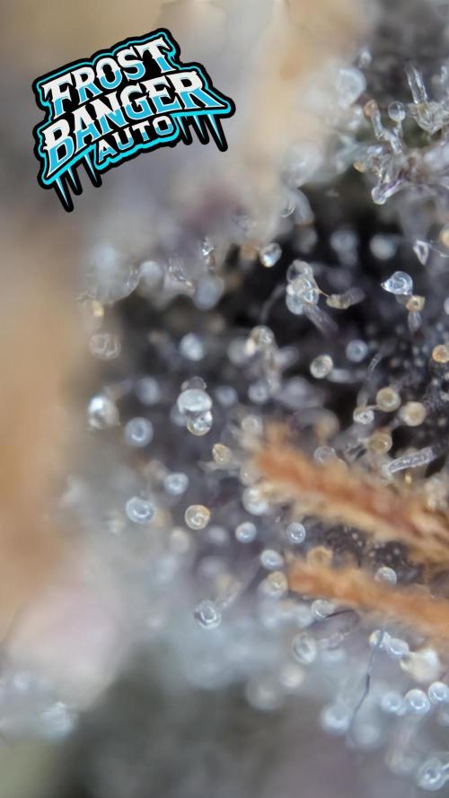 Fastbuds Collabo Run. Week 8