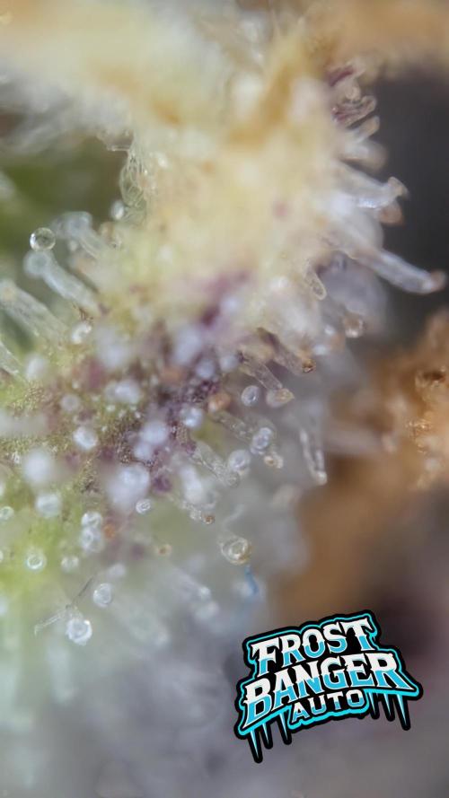 Fastbuds Collabo Run. Week 8