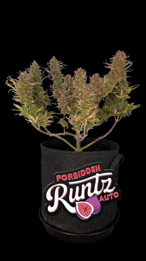 Fastbuds Collabo Run. Week 8