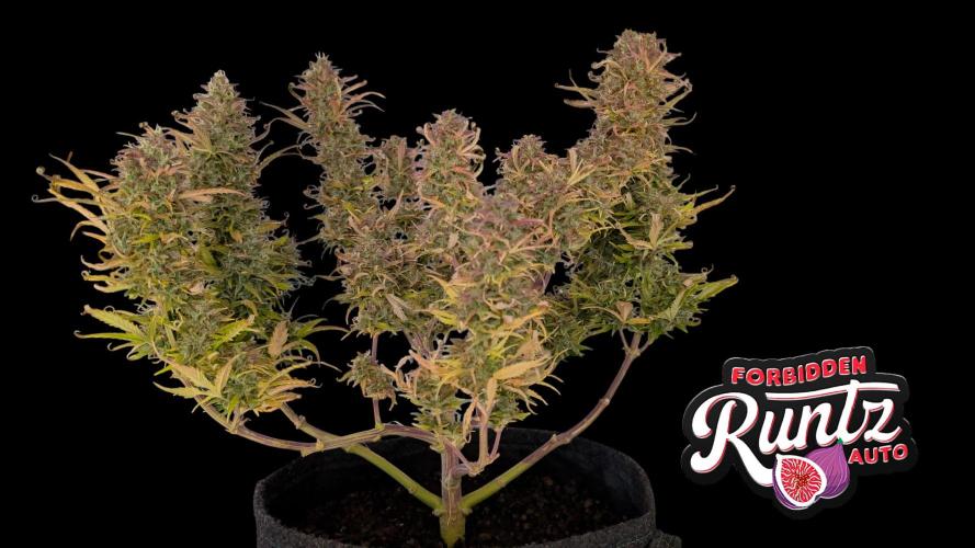 Fastbuds Collabo Run. Week 8