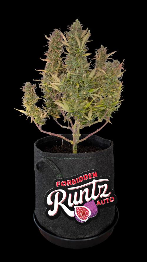 Fastbuds Collabo Run. Week 8