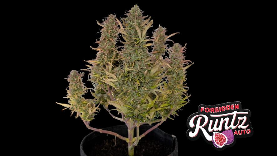 Fastbuds Collabo Run. Week 8