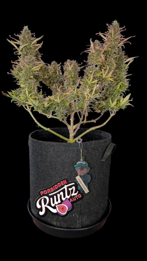 Fastbuds Collabo Run. Week 8