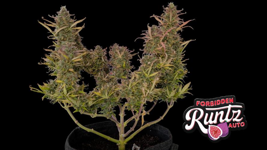 Fastbuds Collabo Run. Week 8