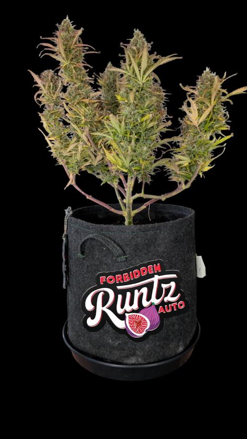 Fastbuds Collabo Run. Week 8