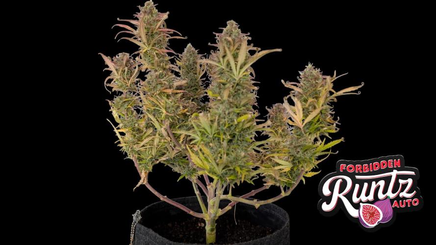 Fastbuds Collabo Run. Week 8
