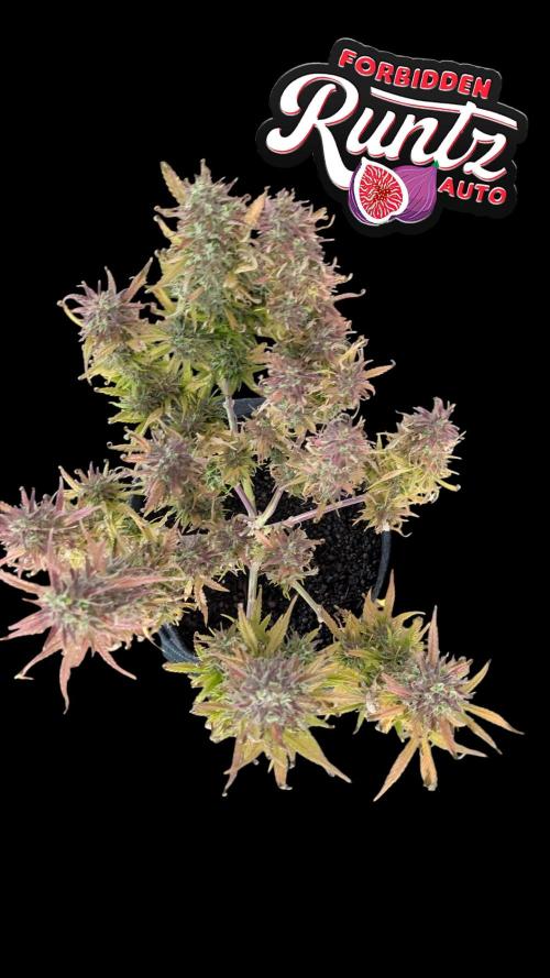 Fastbuds Collabo Run. Week 8