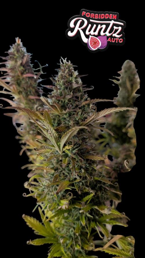 Fastbuds Collabo Run. Week 8