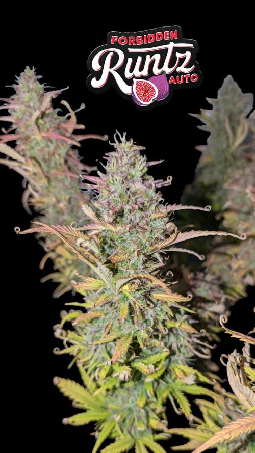 Fastbuds Collabo Run. Week 8