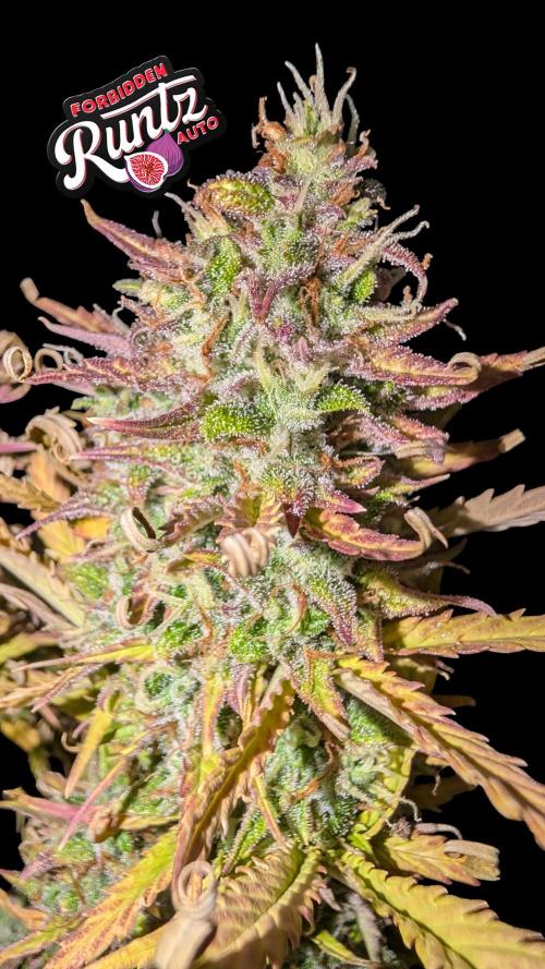 Fastbuds Collabo Run. Week 8