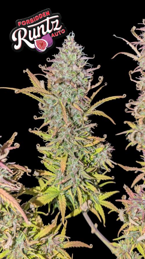 Fastbuds Collabo Run. Week 8