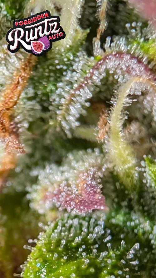 Fastbuds Collabo Run. Week 8