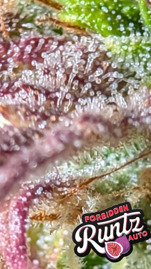 Fastbuds Collabo Run. Week 8