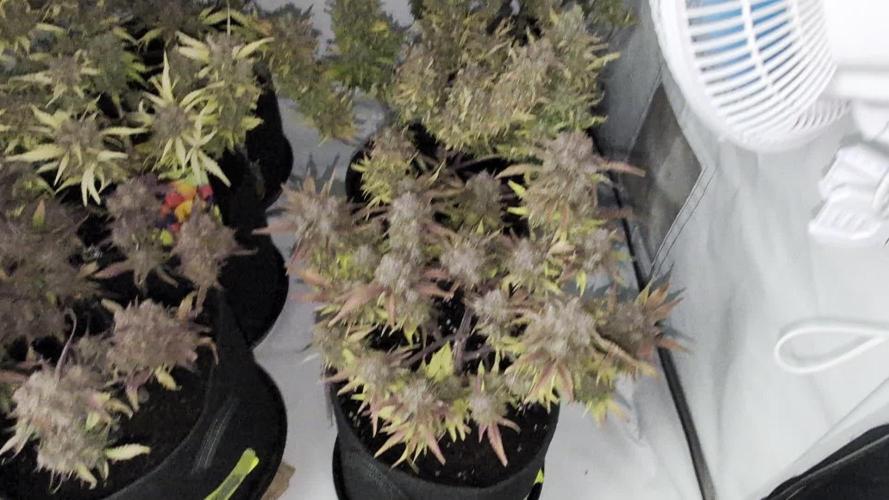 Fastbuds Collabo Run