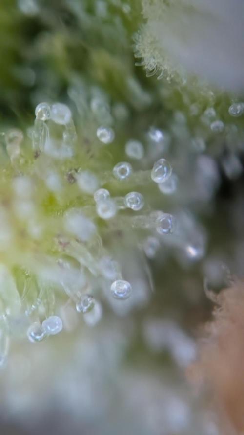 Fastbuds Collabo Run. Week 9