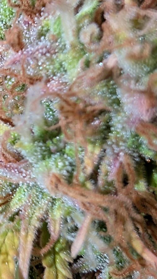 Fastbuds Collabo Run. Week 9