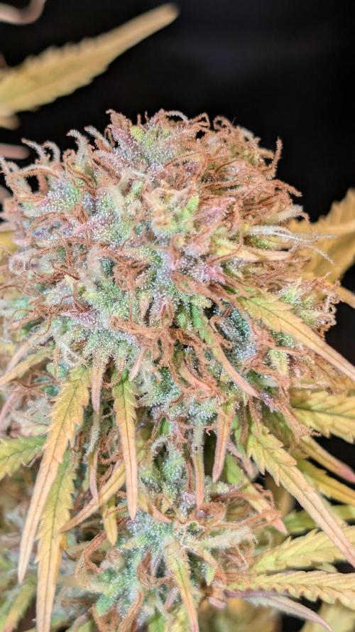 Fastbuds Collabo Run. Week 9