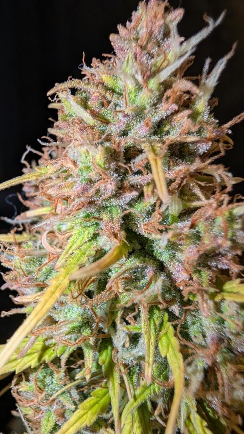 Fastbuds Collabo Run. Week 9