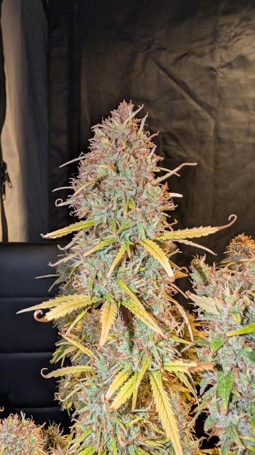 Fastbuds Collabo Run. Week 9