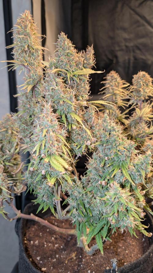 Fastbuds Collabo Run. Week 9