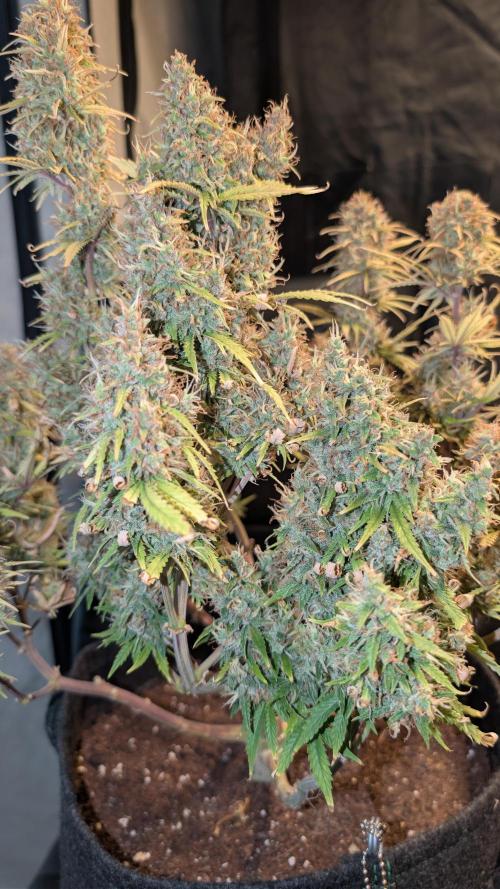 Fastbuds Collabo Run. Week 9