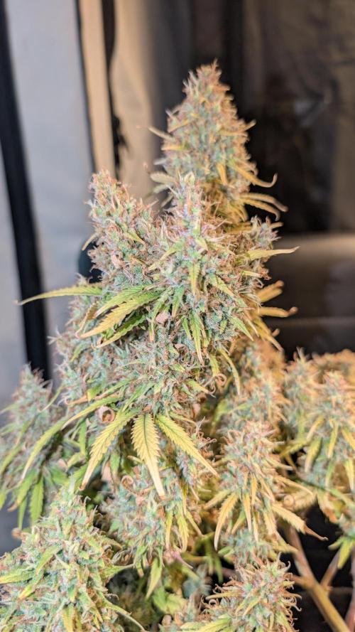 Fastbuds Collabo Run. Week 9