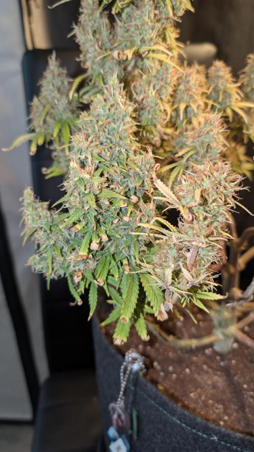 Fastbuds Collabo Run. Week 9