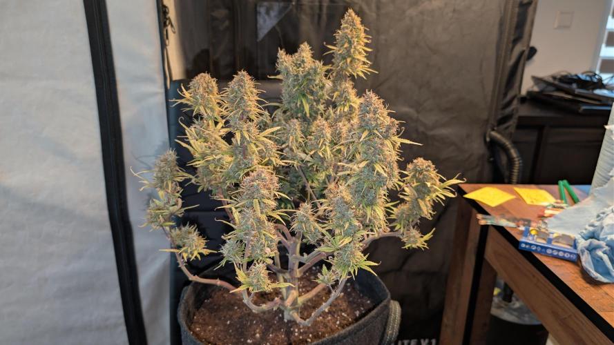 Fastbuds Collabo Run. Week 9