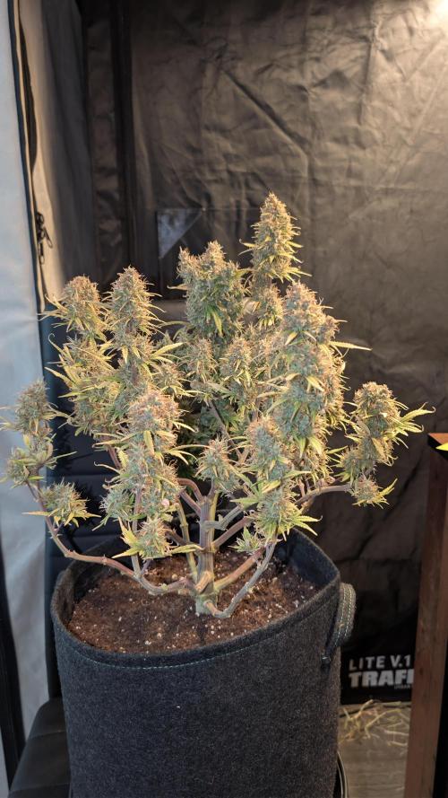 Fastbuds Collabo Run. Week 9