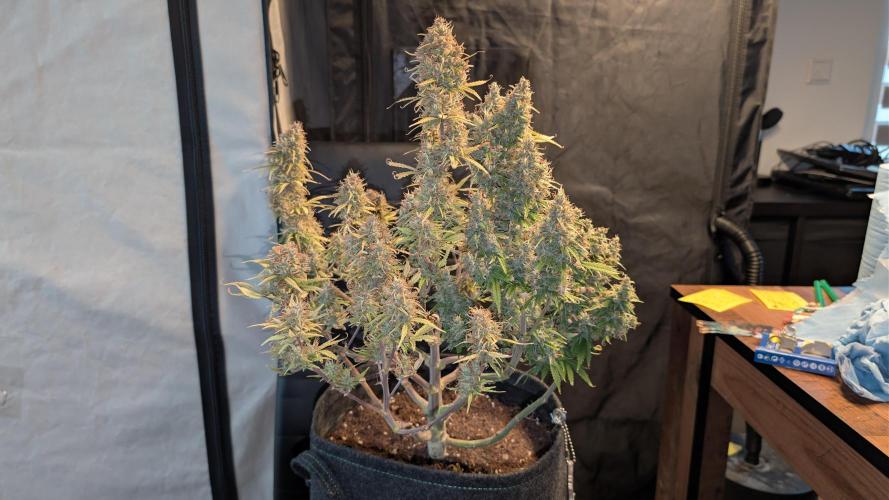 Fastbuds Collabo Run. Week 9