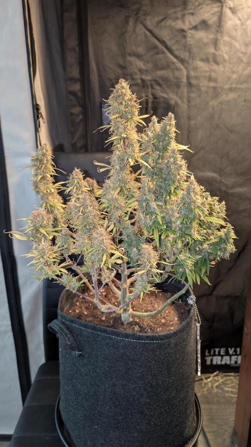 Fastbuds Collabo Run. Week 9