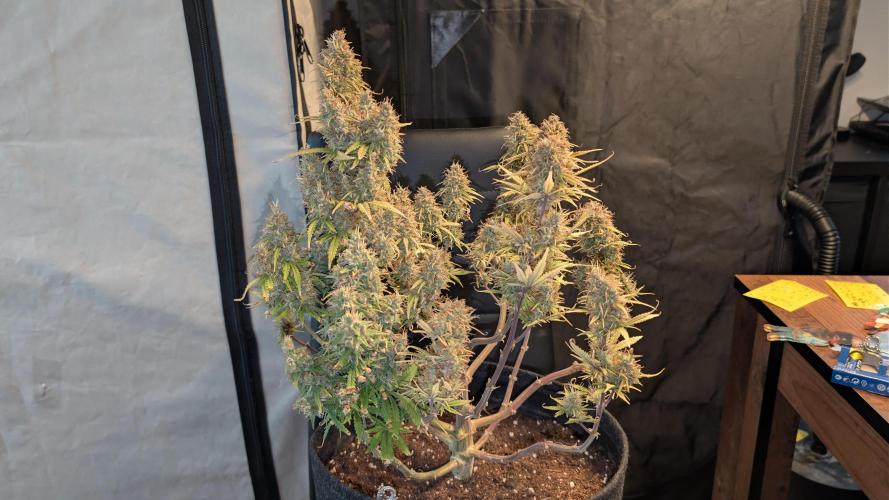 Fastbuds Collabo Run. Week 9