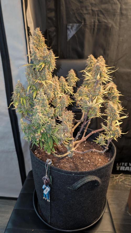 Fastbuds Collabo Run. Week 9