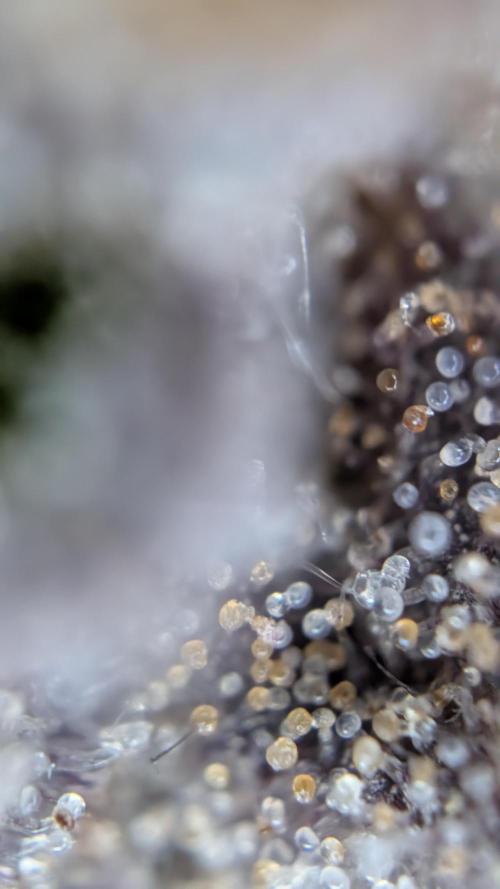 Fastbuds Collabo Run. Week 9