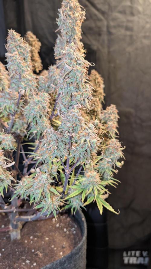 Fastbuds Collabo Run. Week 9