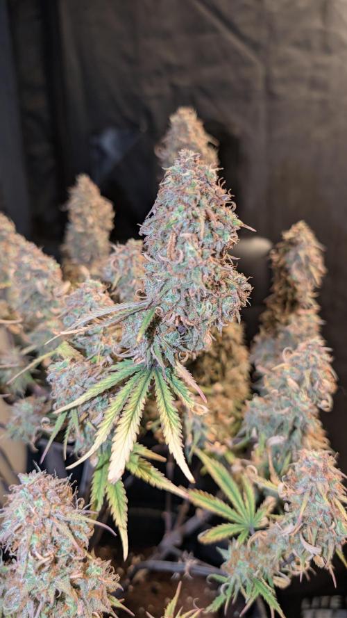 Fastbuds Collabo Run. Week 9